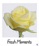 Fresh Moments!